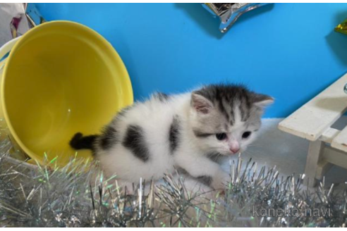 成約済の大阪府のスコティッシュフォールド-68345の3枚目